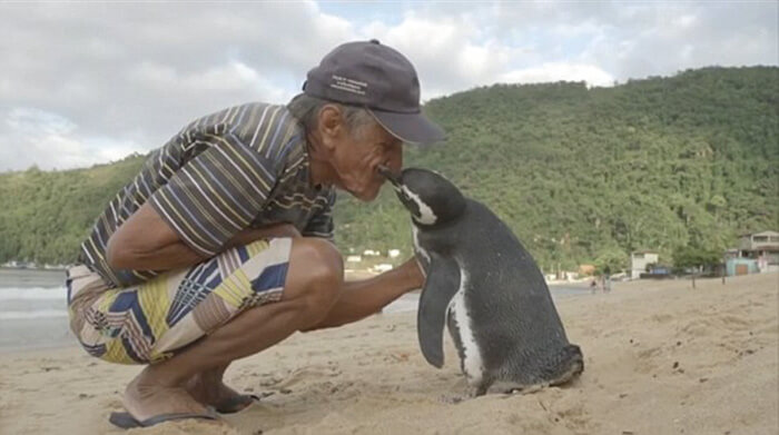 Penguin Swims 8,000KM Every Year To See The Man Who Saved His Life