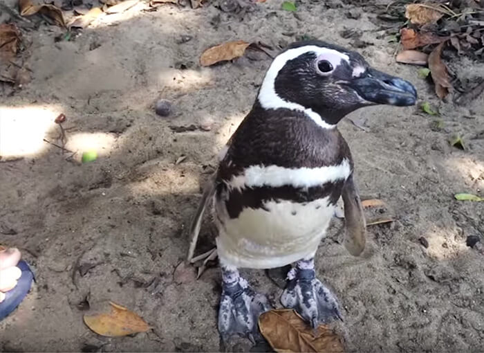 Penguin Swims 8,000KM Every Year To See The Man Who Saved His Life