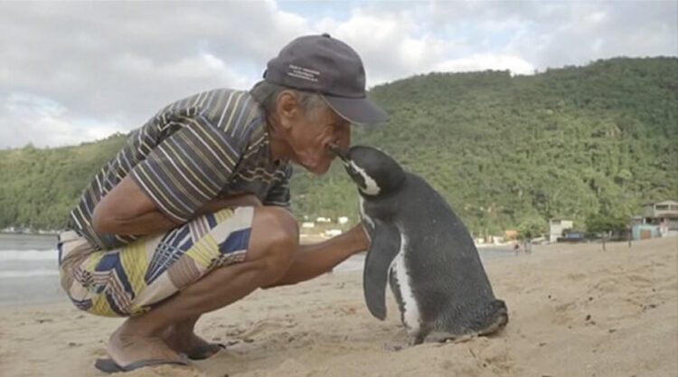 Penguin Swims 8,000KM Every Year To See The Man Who Saved His Life