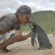 Penguin Swims 8,000KM Every Year To See The Man Who Saved His Life