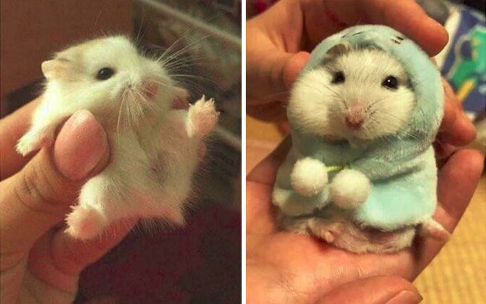 30 Cutest Photos Of Smol Animals And Objects, Shared By Tiny Units Reddit Group