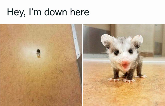 30 Cutest Photos Of Smol Animals And Objects, Shared By Tiny Units Reddit Group