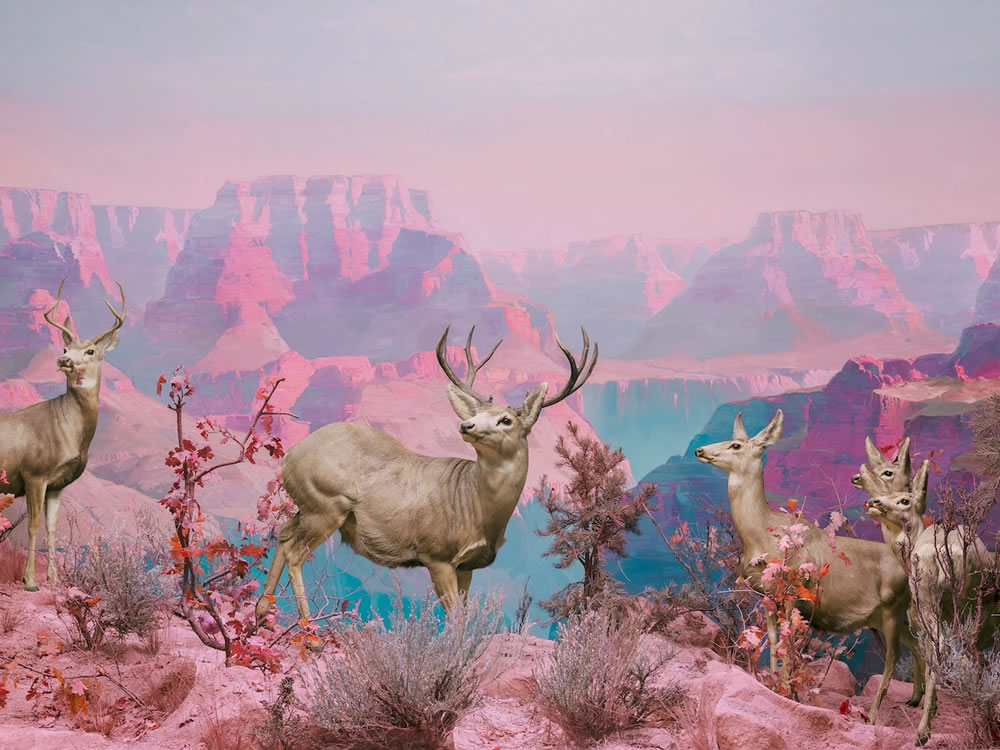 Wildlife Reimagined in Technicolor Dreamscapes By Jim Naughten