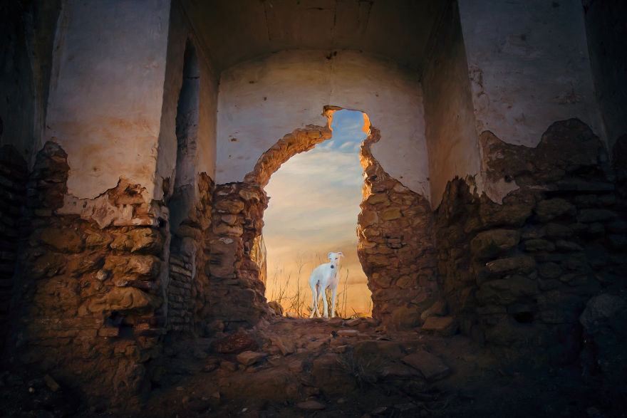 Abandoned Hunting Dogs In Spain By Travis Patenaude