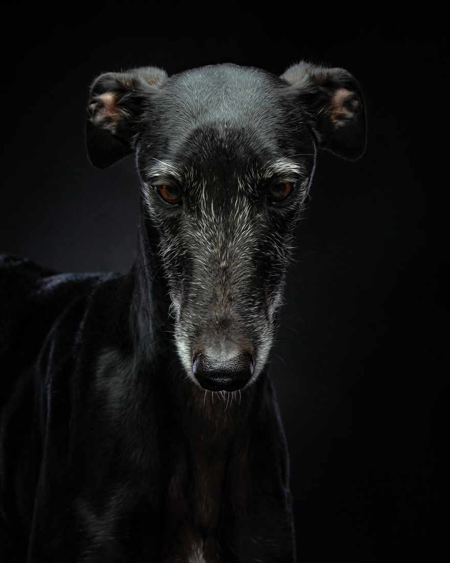 Abandoned Hunting Dogs In Spain By Travis Patenaude