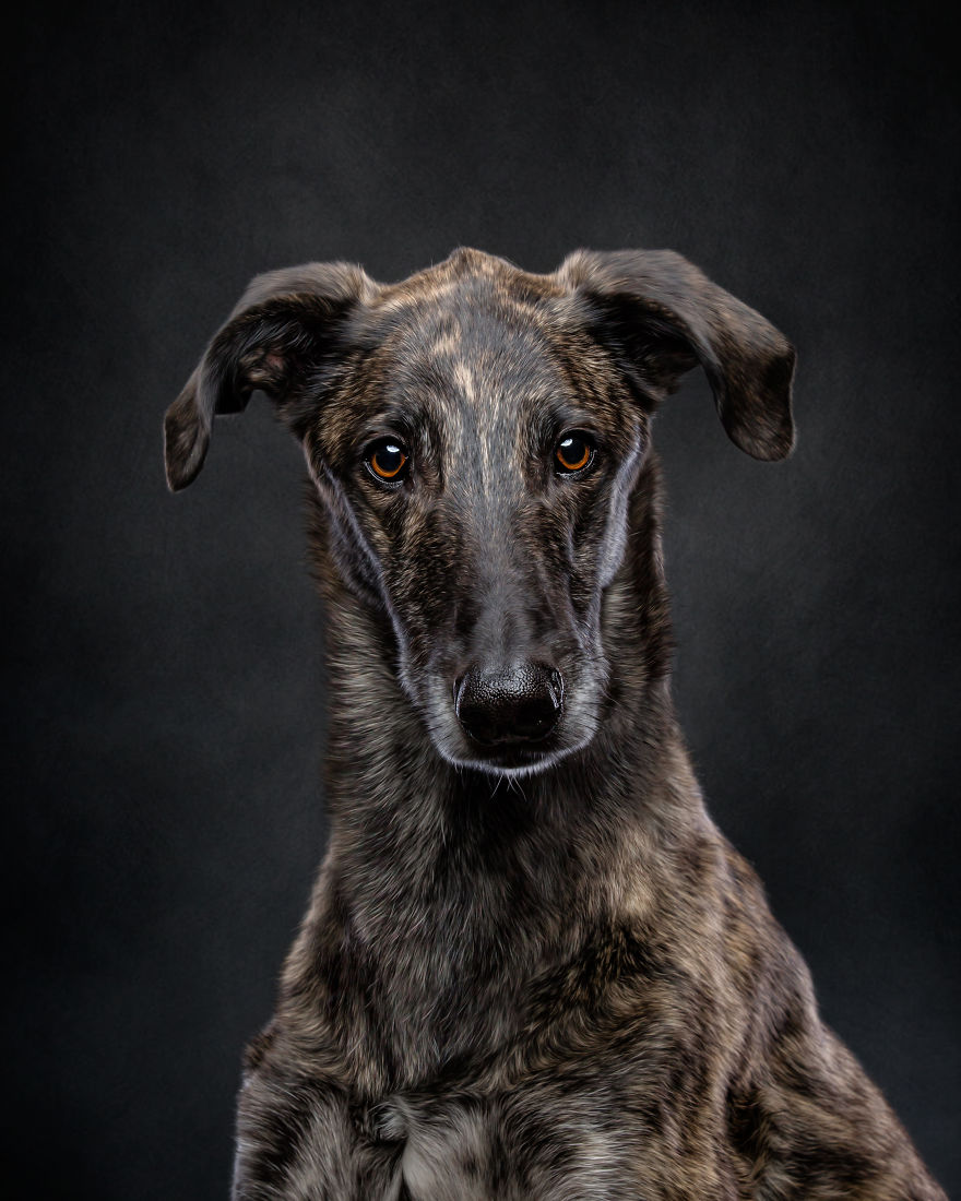 Abandoned Hunting Dogs In Spain By Travis Patenaude