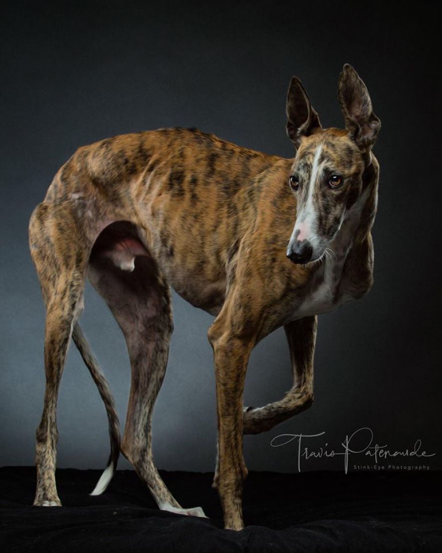 Abandoned Hunting Dogs In Spain By Travis Patenaude