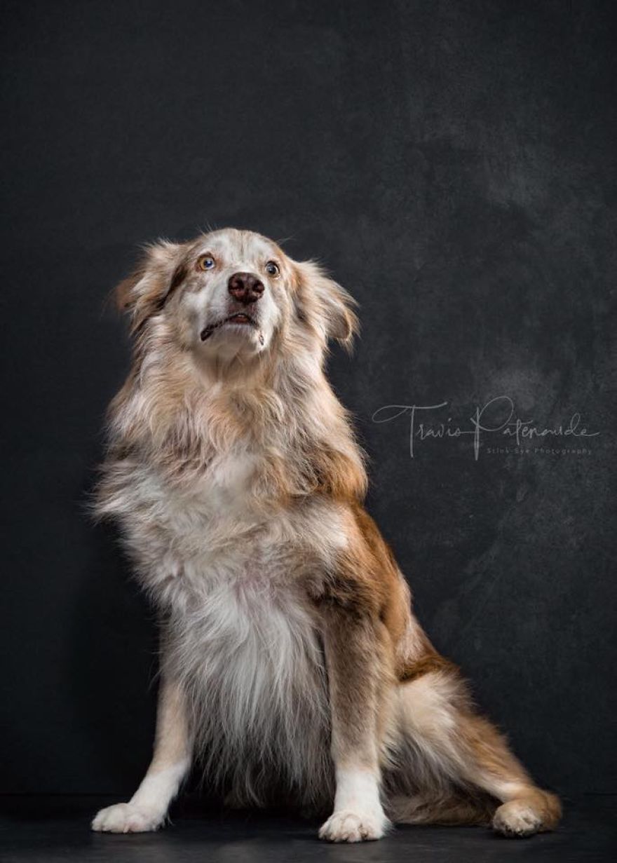 Abandoned Hunting Dogs In Spain By Travis Patenaude