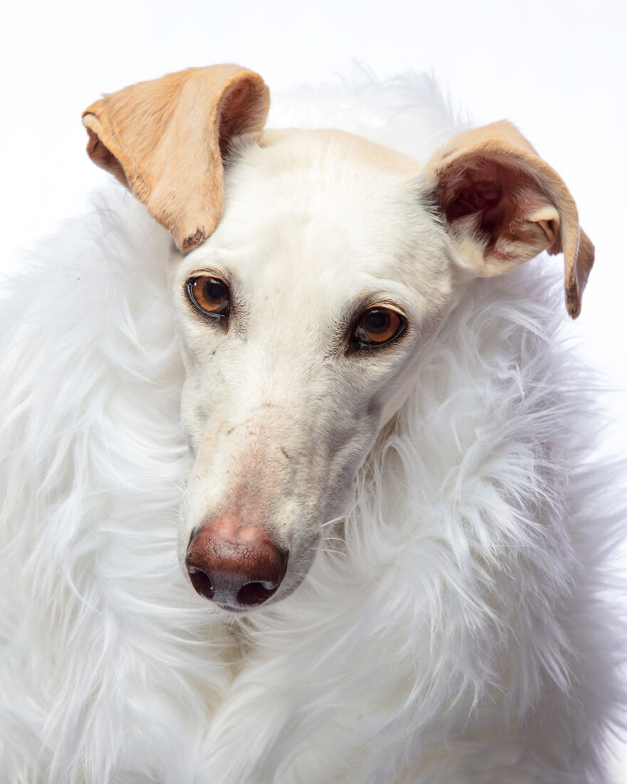 Abandoned Hunting Dogs In Spain By Travis Patenaude