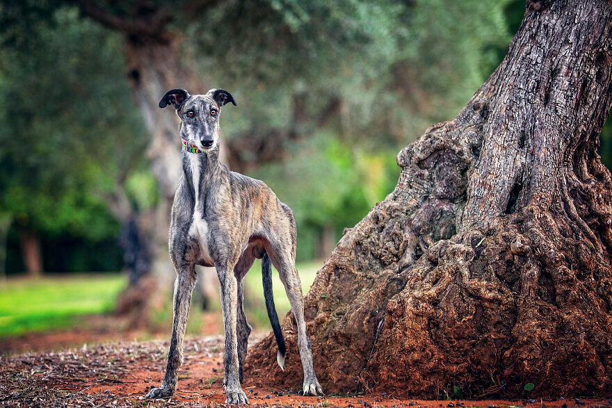 Abandoned Hunting Dogs In Spain By Travis Patenaude