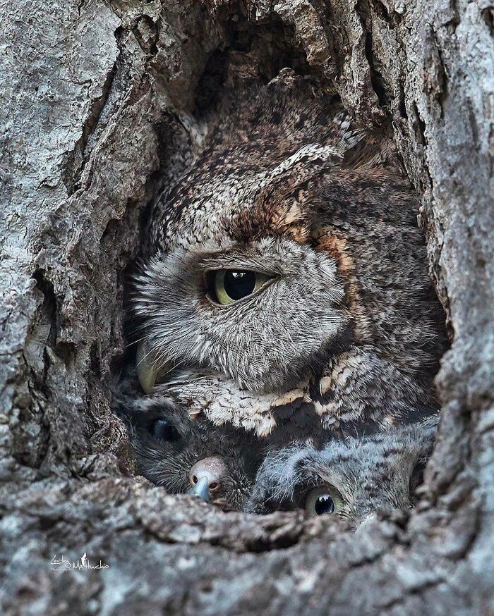 Accidental Camouflage Photos People Shared In This Online Group