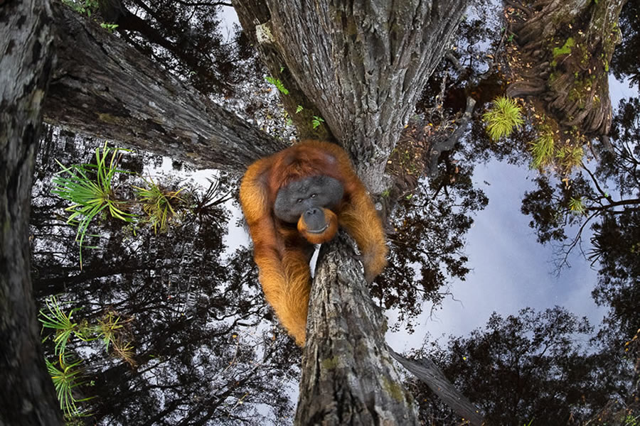 Best Of 2021: Top 45 Award Winning Photos From Around The World 