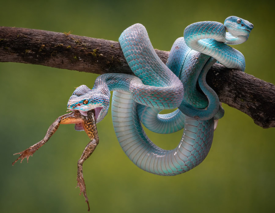 Best Of 2021: Top 45 Award Winning Photos From Around The World 