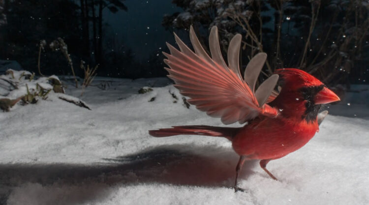 Wildlife Photographer Carla Rhodes Sets Up Camera To Reveal The Big Little World Beneath Her Bird Feeder