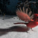 Wildlife Photographer Carla Rhodes Sets Up Camera To Reveal The Big Little World Beneath Her Bird Feeder