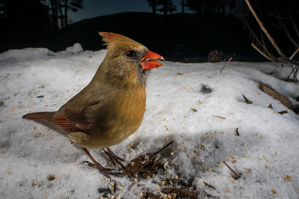 Wildlife Photographer Carla Rhodes Beneath the Bird Feeder