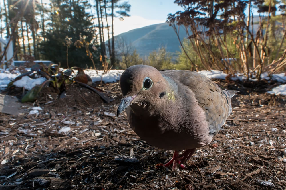 Wildlife Photographer Carla Rhodes Beneath the Bird Feeder