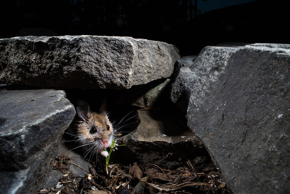 Wildlife Photographer Carla Rhodes Beneath the Bird Feeder