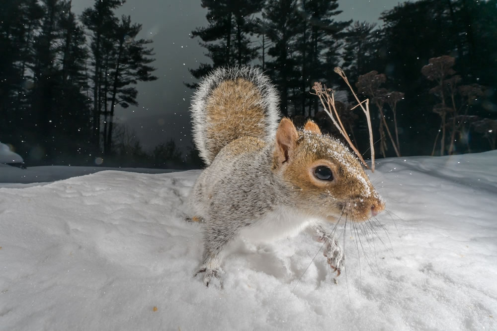 Wildlife Photographer Carla Rhodes Beneath the Bird Feeder