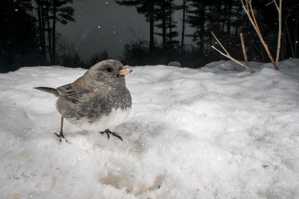 Wildlife Photographer Carla Rhodes Beneath the Bird Feeder