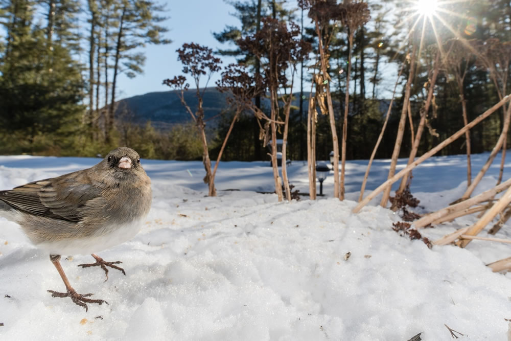 Wildlife Photographer Carla Rhodes Beneath the Bird Feeder