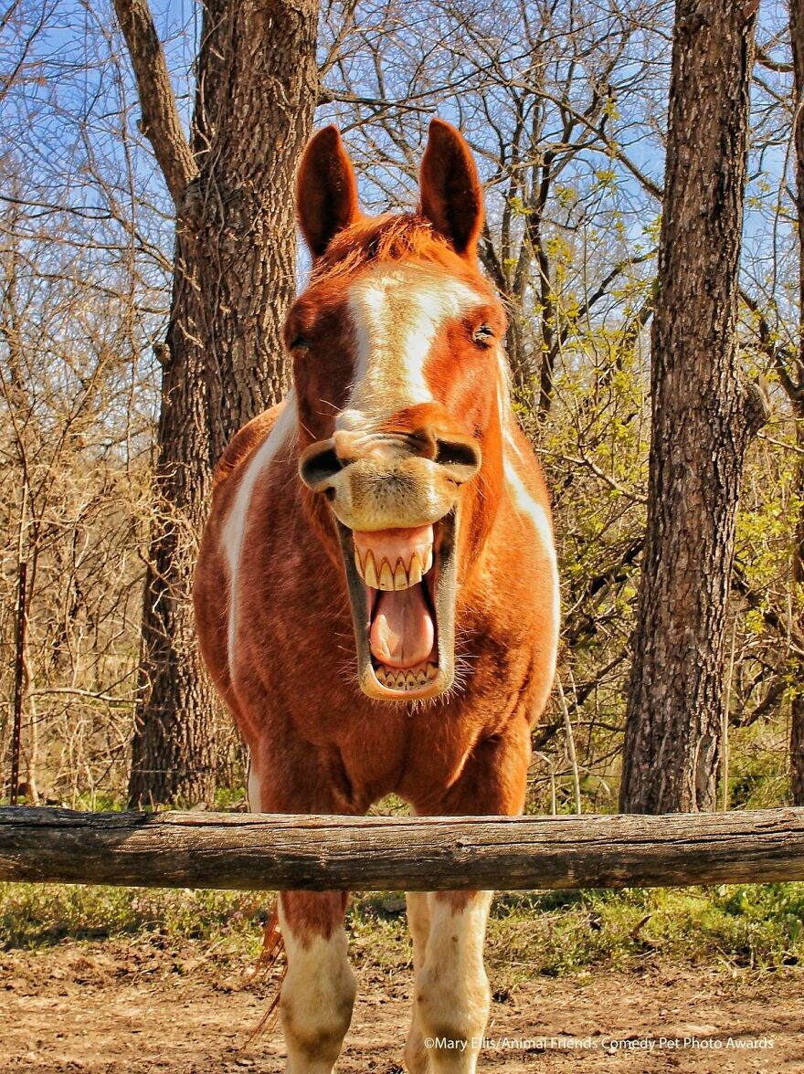 Funniest Photos From The Comedy Pet Photography Awards 2021