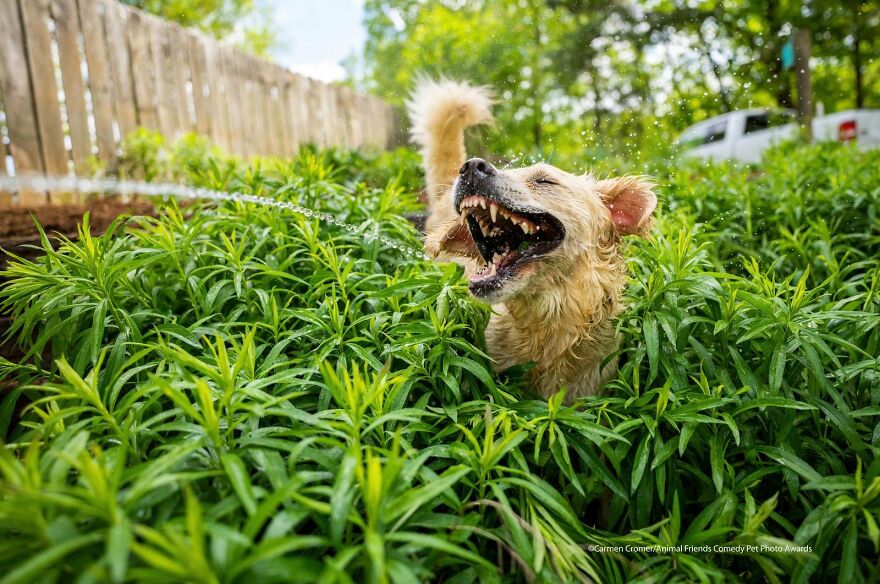 Funniest Photos From The Comedy Pet Photography Awards 2021