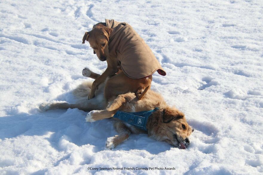 Funniest Photos From The Comedy Pet Photography Awards 2021