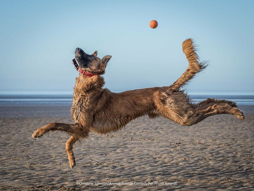 Funniest Photos From The Comedy Pet Photography Awards 2021