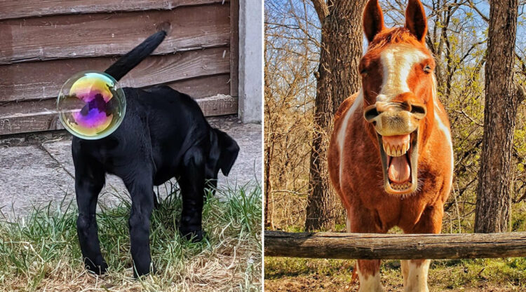 15 Funniest Photos From The Comedy Pet Photography Awards 2021