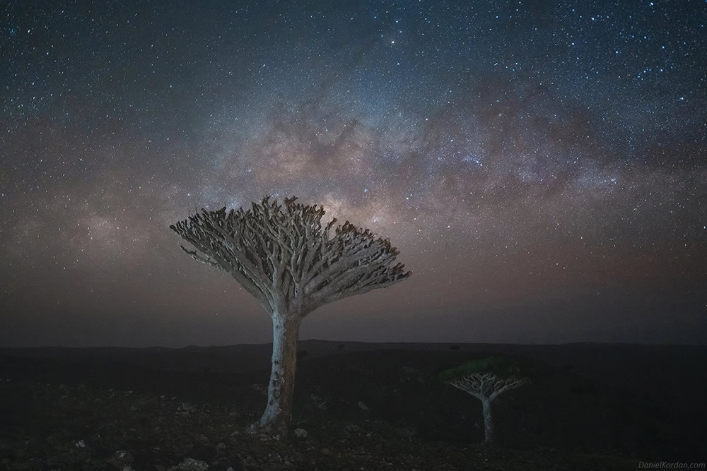 Photographer Daniel Kordan Beautifully Captured Dragon’s Blood Trees of Socotra