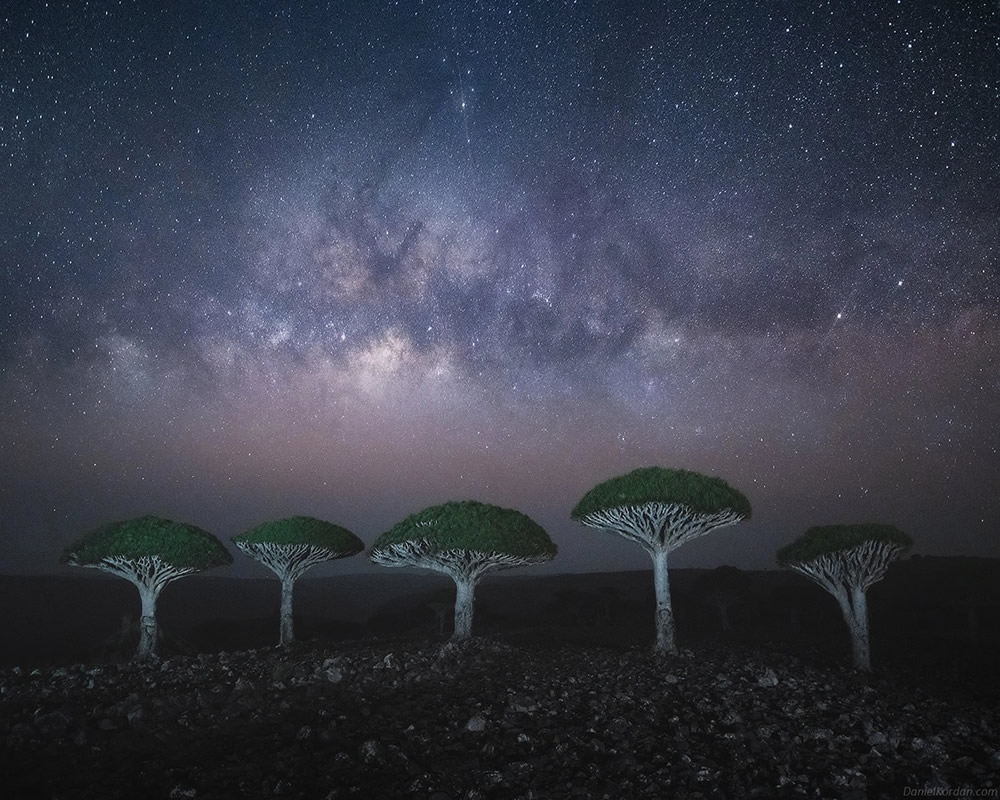 Photographer Daniel Kordan Beautifully Captured Dragon’s Blood Trees of Socotra