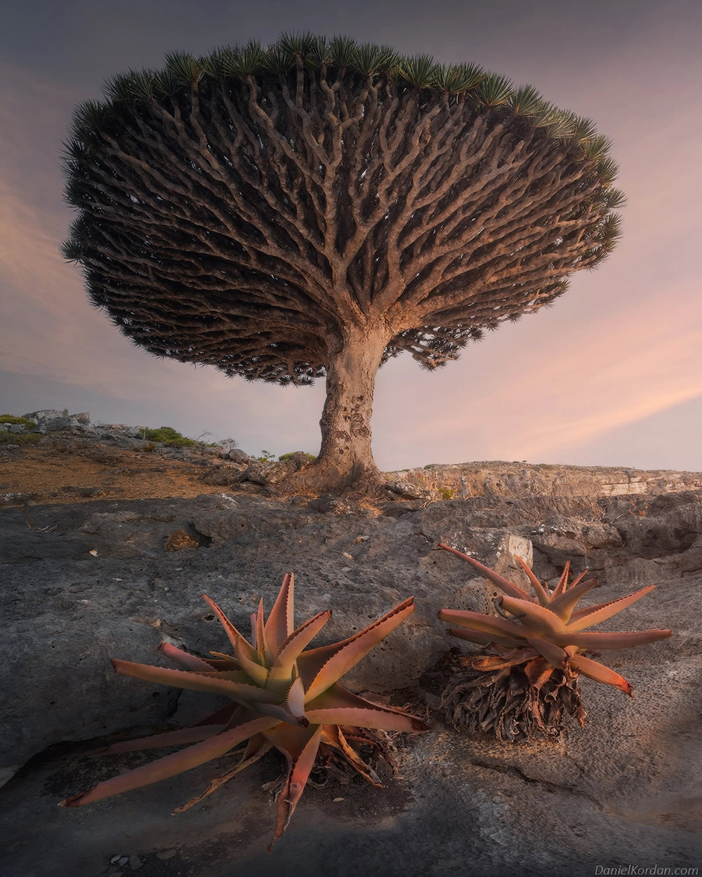 Photographer Daniel Kordan Beautifully Captured Dragon’s Blood Trees of Socotra