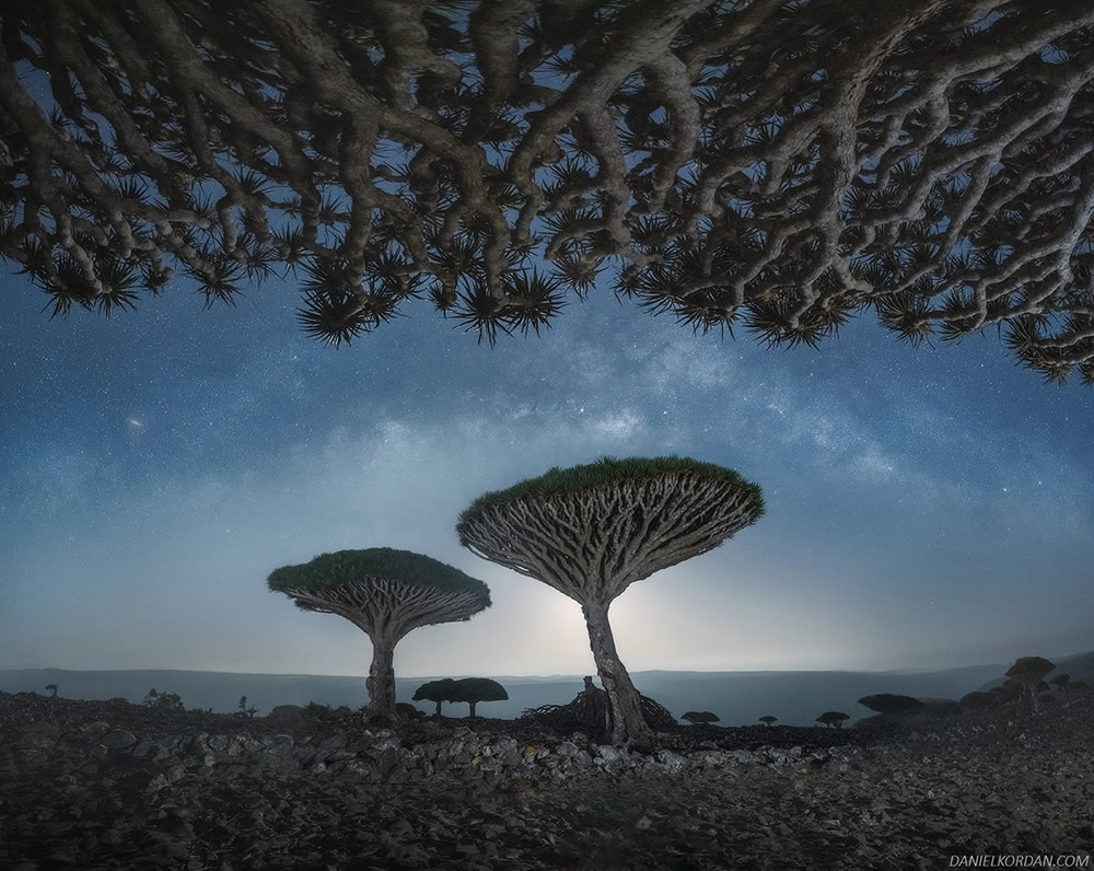 Photographer Daniel Kordan Beautifully Captured Dragon’s Blood Trees of Socotra