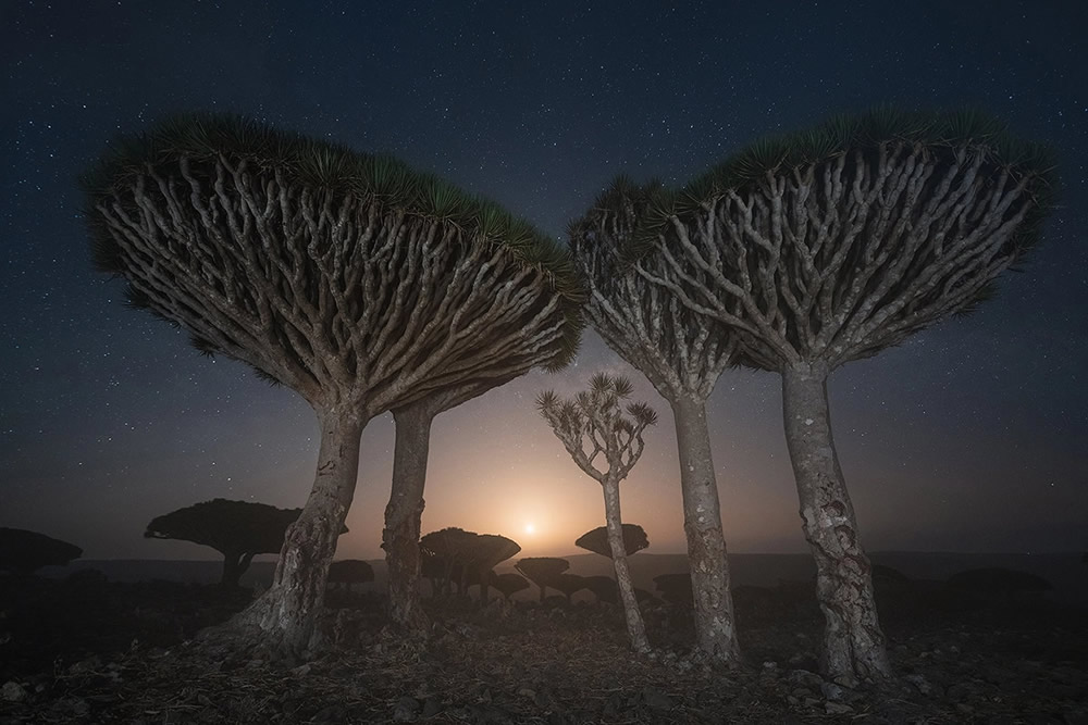 Photographer Daniel Kordan Beautifully Captured Dragon’s Blood Trees of Socotra