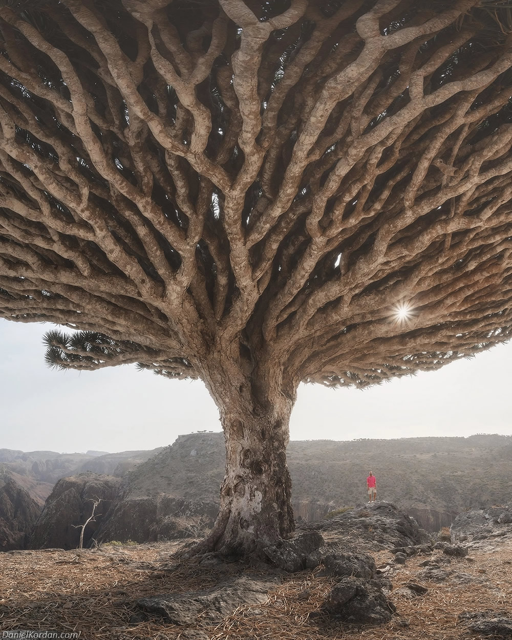 Photographer Daniel Kordan Beautifully Captured Dragon’s Blood Trees of Socotra