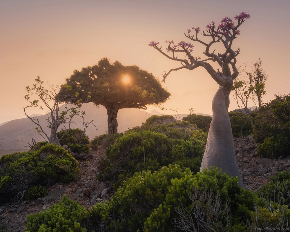 Photographer Daniel Kordan Beautifully Captured Dragon’s Blood Trees of Socotra