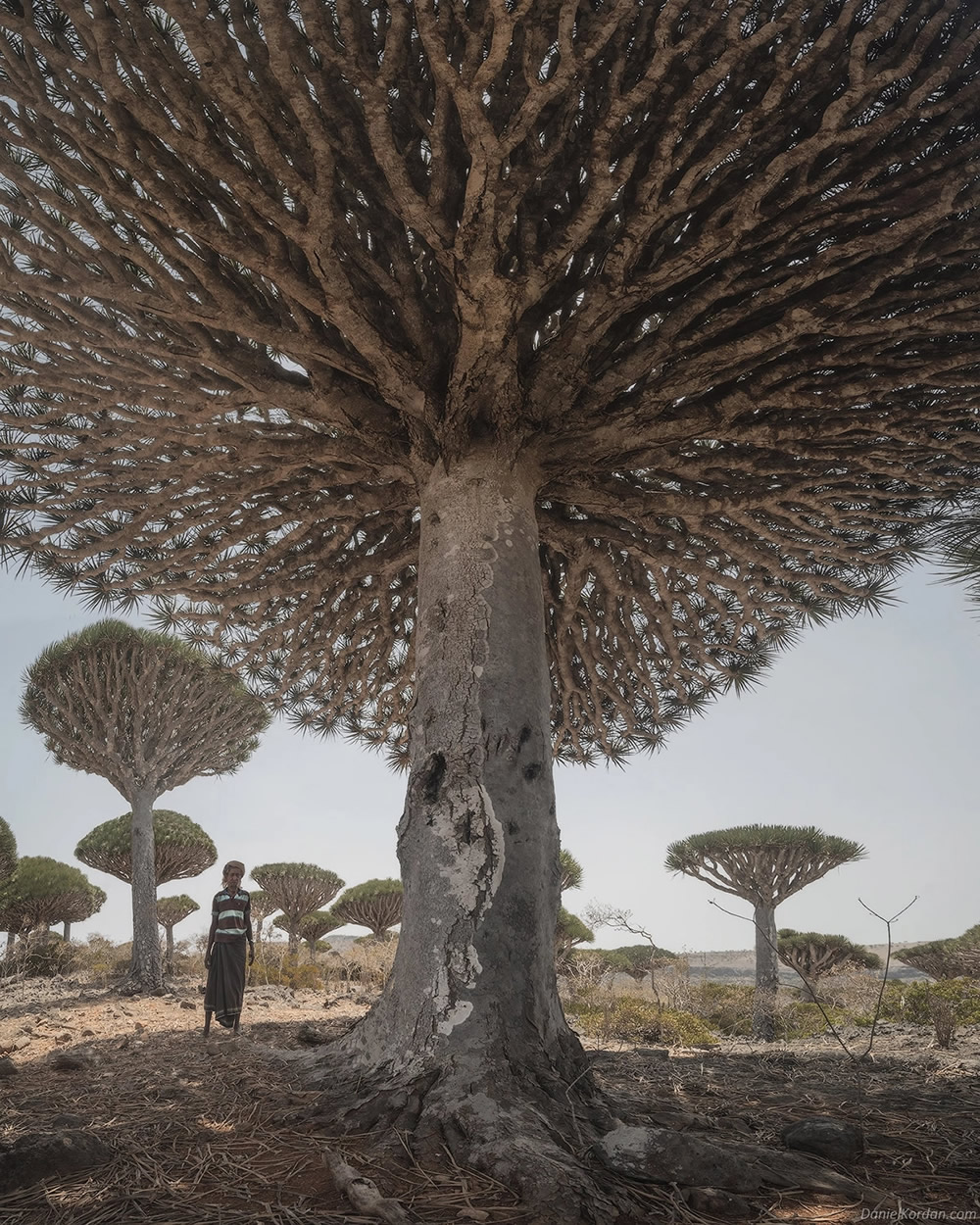 Photographer Daniel Kordan Beautifully Captured Dragon’s Blood Trees of Socotra