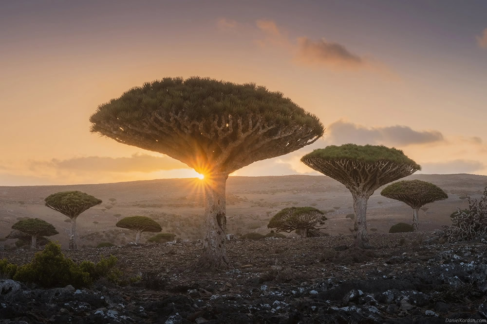 Photographer Daniel Kordan Beautifully Captured Dragon’s Blood Trees of Socotra