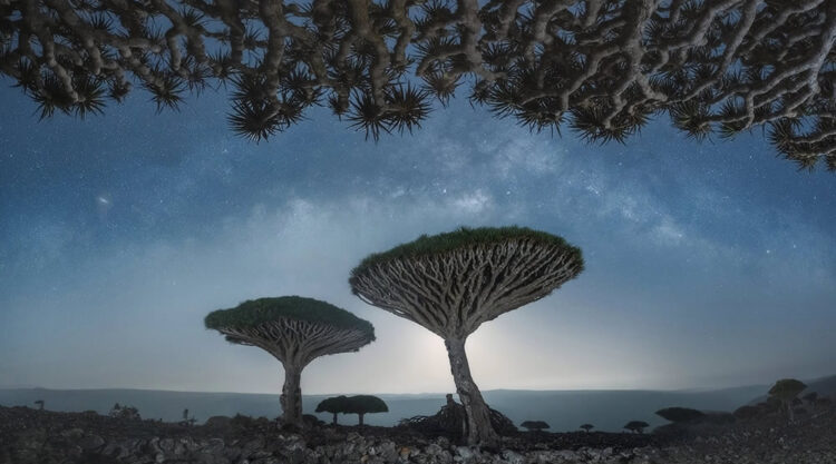 Photographer Daniel Kordan Beautifully Captured Dragon’s Blood Trees of Socotra