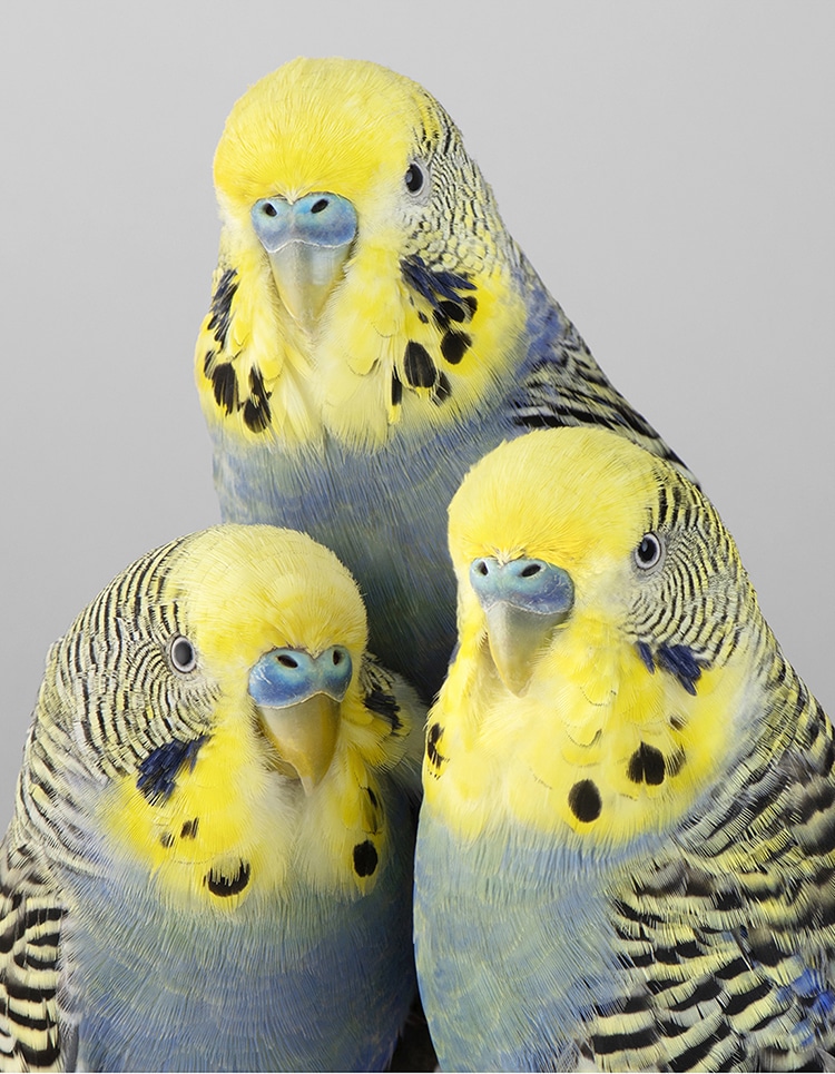 Intimate Bird Portraits by Leila Jeffreys