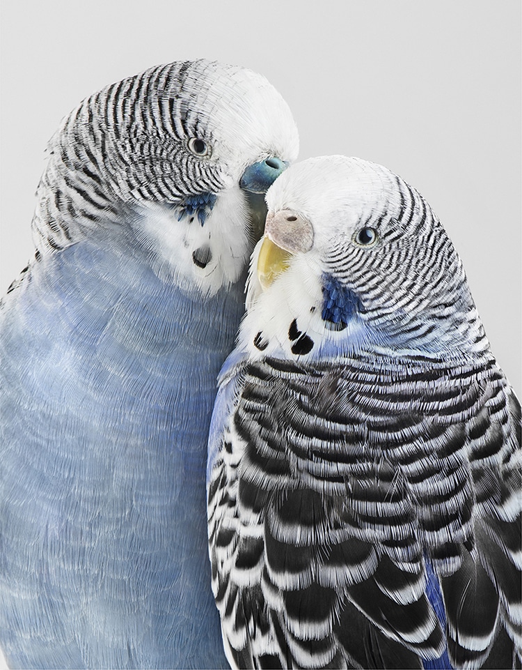 Intimate Bird Portraits by Leila Jeffreys