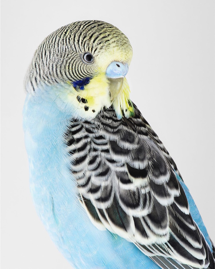 Intimate Bird Portraits by Leila Jeffreys