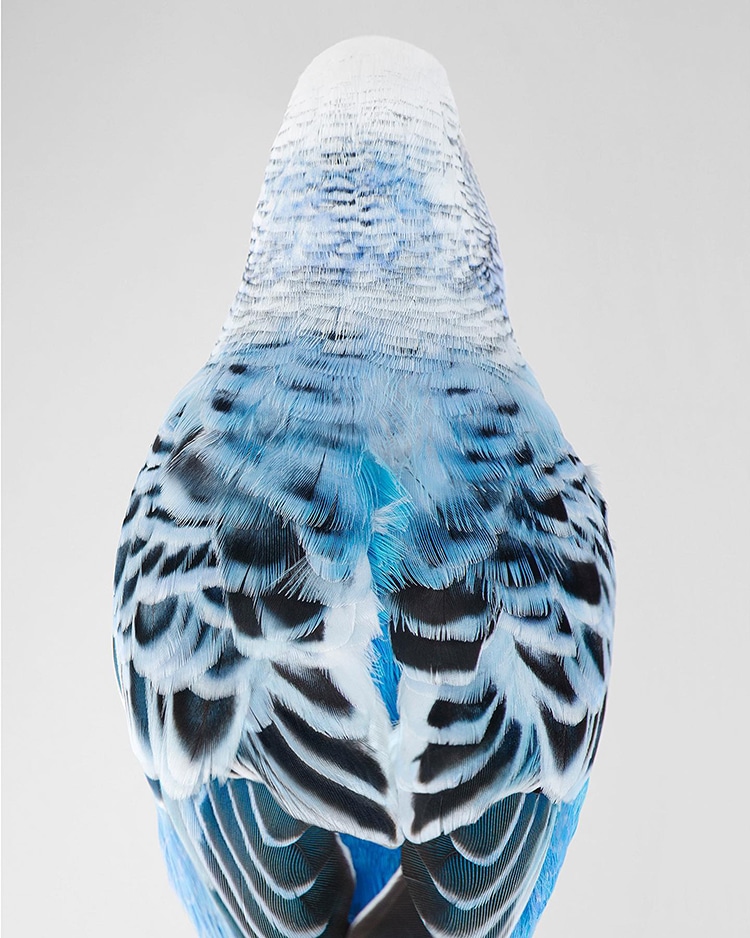 Intimate Bird Portraits by Leila Jeffreys