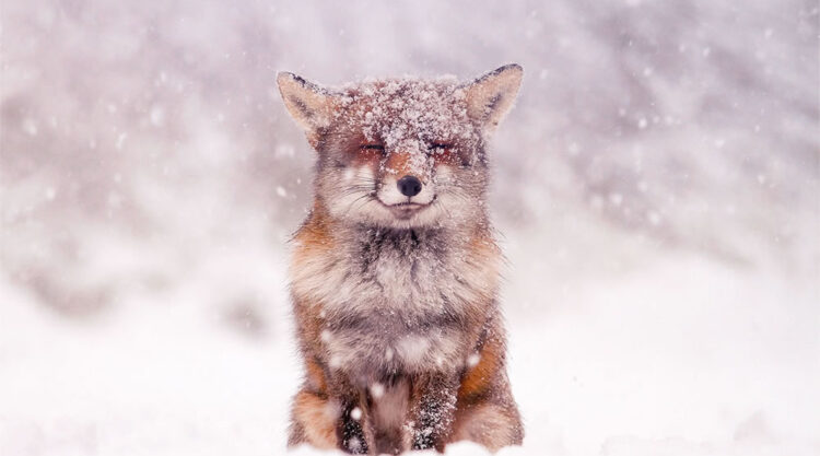 Photographer Roeselien Raimond Found A Fairytale Fox In Winter Wonderland