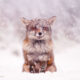 Photographer Roeselien Raimond Found A Fairytale Fox In Winter Wonderland