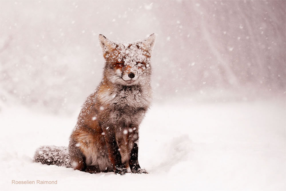 Photographer Roeselien Raimond Found A Fairytale Fox In Winter Wonderland 