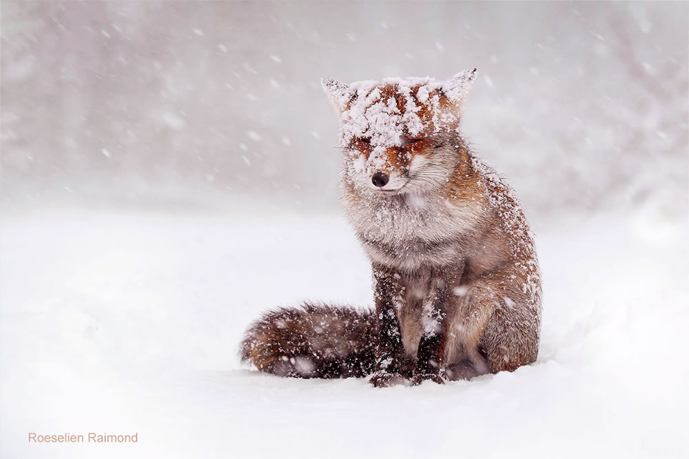 Photographer Roeselien Raimond Found A Fairytale Fox In Winter Wonderland 