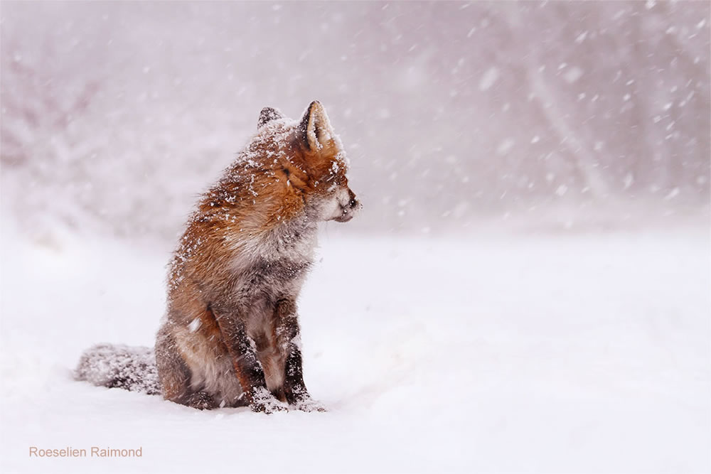 Photographer Roeselien Raimond Found A Fairytale Fox In Winter Wonderland 