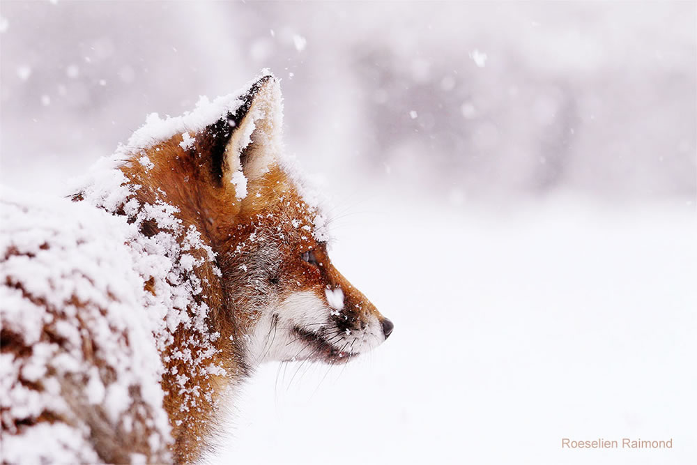 Photographer Roeselien Raimond Found A Fairytale Fox In Winter Wonderland 